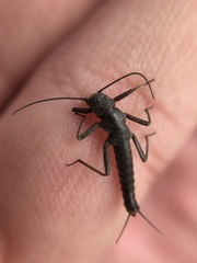 Andiperla