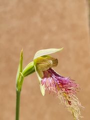 Calochilus therophilus