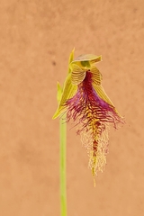 Calochilus therophilus