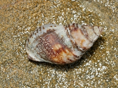 Cominella lineolata