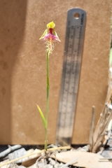 Calochilus therophilus