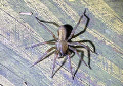 Coelotinae