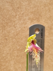 Calochilus therophilus