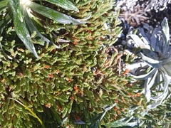 Kelleria villosa