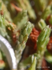 Kelleria villosa