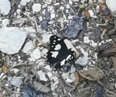 Oxeoschistus tauropolis tauropolis