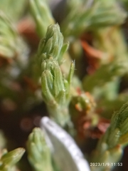 Kelleria villosa
