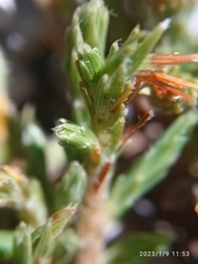 Kelleria villosa