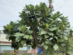 Artocarpus treculianus