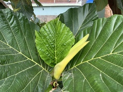 Artocarpus treculianus