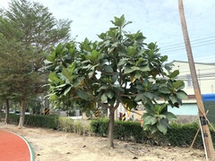 Artocarpus treculianus