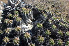 Ferocactus robustus