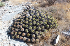 Ferocactus robustus