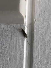 Amphineurus hudsoni