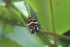 Cethosia penthesilea