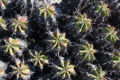Ferocactus robustus