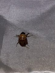 Cyclocephala lunulata