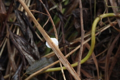 Crepidotus epibryus