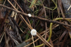 Crepidotus epibryus