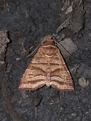 Phuphena transversa