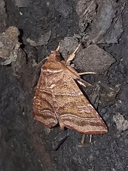 Phuphena transversa