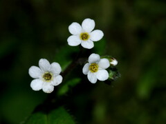 Myosotis forsteri
