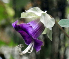 Cobaea scandens