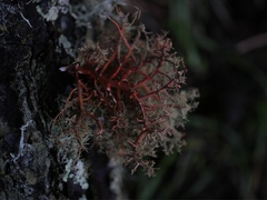 Usnea rubicunda