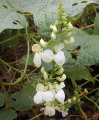 Phaseolus vulgaris
