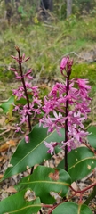 Dipodium punctatum