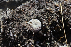 Mammillaria pectinifera