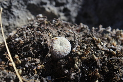 Mammillaria pectinifera