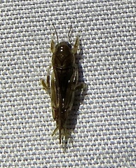 Tridactylidae