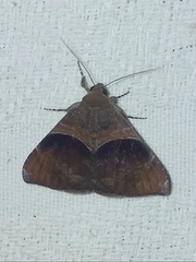 Ophisma tecta