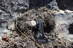 Mammillaria pectinifera