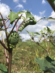 Datura stramonium