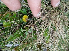 Taraxacum zealandicum