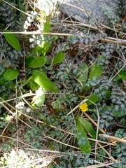 Taraxacum zealandicum