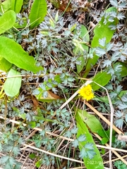 Taraxacum zealandicum
