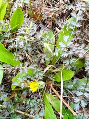 Taraxacum zealandicum