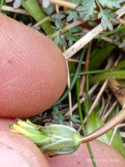 Taraxacum zealandicum