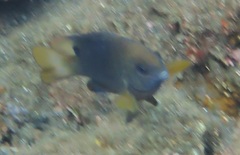 Chrysiptera unimaculata