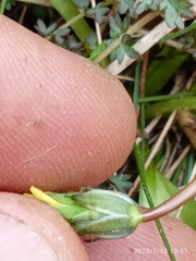 Taraxacum zealandicum