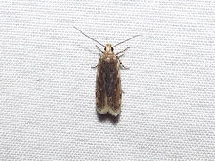 Filatima