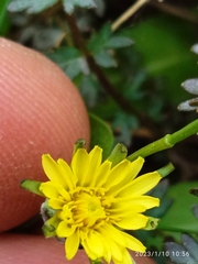 Taraxacum zealandicum