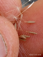 Taraxacum zealandicum
