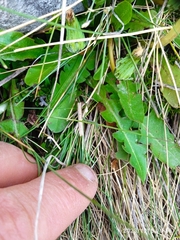 Taraxacum zealandicum