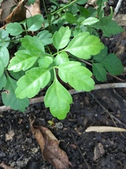Paullinia fuscescens