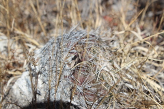 Coryphantha