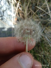 Taraxacum zealandicum